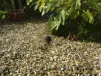 /album/tyssuls-images-gallery/a11my-spider-signed-copyrighted-jpg/